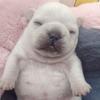 doglover - @loveallthedogs - TikTok