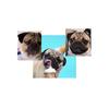 Doug lover - @doug_the_pug_fan - TikTok