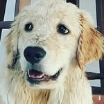 Doug 🐾 - @doug_goldenretriever - Instagram