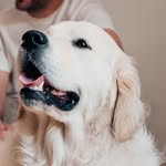 Doug - @doug_golden_dog - Instagram