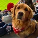 @doug_golden_retriever - Instagram