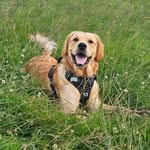 Doug the dog - @doug_for_gold - Instagram