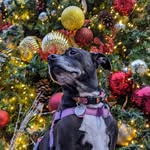 Doug Gross - @seiji64 - Instagram