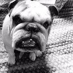 🐾DOUG🐾 - @dougguy - Instagram
