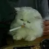 DougGuy - @.max.piano - TikTok
