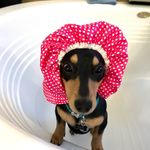 Doug Haas - @doug_the_dachshund_haas - Instagram
