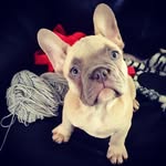 Doug & Harley - @doug_daisy_harley - Instagram