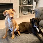 HarleyandDoug - @harleyanddoug - Instagram