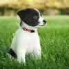 dog Harness - @ycpetttt - TikTok