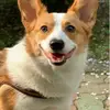 Km_dogharness2 - @km_dogharness2 - TikTok