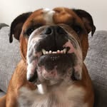 Doug & Harold - @doug_and_harold - Instagram