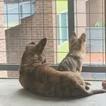 Douggie + Goober + Harper - @doug.goob.harp - Instagram
