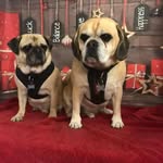 Doug & Harry - @dougharry2021 - Instagram
