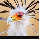 Doug Harter - @dwbirder - Instagram