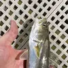 dog hater - @dog.hater1 - TikTok