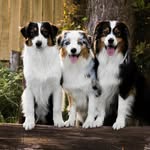 Douglas + Hazel + Taylor - @our.aussie.fam - Instagram
