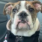 Snoop Doug Heffernan - @snoopdougheffernan - Instagram