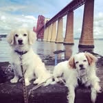 Doug & Herbie - @dougandherbs - Instagram