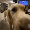 Dog Hessler - @dog.hessler - TikTok