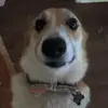 ofhgfdfjj - @hey.doug_ - TikTok