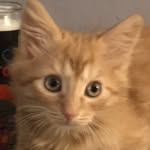 LilHoney🍯 - @doug_honey_cat - Instagram