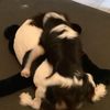 dogshumping - @dogshumping - TikTok
