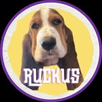 Basset Hound Dog Named Ruckus 🐶 - @basset_ruckus - Instagram