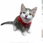 Doug Inman - @lifepurrdoug - Instagram