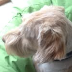 Dougal Innes - @dougal_innes11 - Instagram