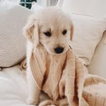 Doug Jefferson - @dogsbydoug - Instagram