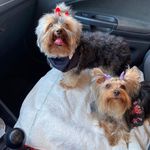 Doug & Judy{Yorkshire terrier} - @doug_e_judy - Instagram
