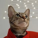 Doug Judy - @dougjudythecat - Instagram