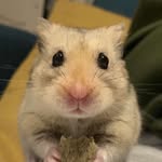 doug judy the hamster - @dougjudydaily - Instagram