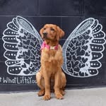 Holly Kniery - dog mom | Lady ♡ - @the_red_foxy_lady - Instagram