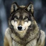 Doug Levesque - @doug.levesque - Instagram