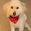 doug.lindquist - @charlesincharge85 - TikTok