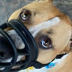 Doug Love - @riverlovedog - Instagram