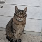 Doug the cat - @douglovespats - Instagram
