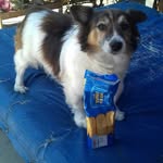 Dougal The Doggie - @dougallovell - Instagram