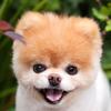 DOG LOVING❤️ - @dogloving - TikTok