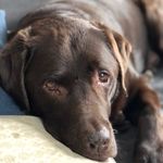 Old Dog Doug Loving Life - @chocolablife - Instagram