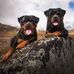 DOG LOVERS - Facebook