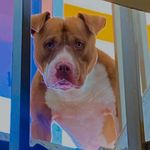 🩵 DOUG LOYAL BULL KENNEL ZEUS 🩵 - @pit_monsterzeuss - Instagram