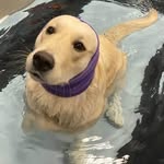 Doug & Luna - @luna_anddoug - Instagram