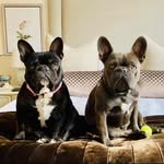 Doug & Luna - @douglasandluna_the_frenchies - Instagram