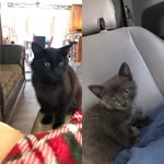 Doug & Luna - @thekitters_luna_n_doug - Instagram