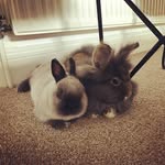 Doug & Luna - @dougandluna - Instagram