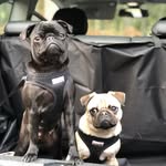 Doug & Luna 🐶 - @itsadougslifee - Instagram
