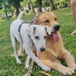 Doug 😇 Luna e Bento🐾 - @dogsdapaty_golden - Instagram
