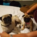 Doug and Luna - @pugtatoes201 - Instagram